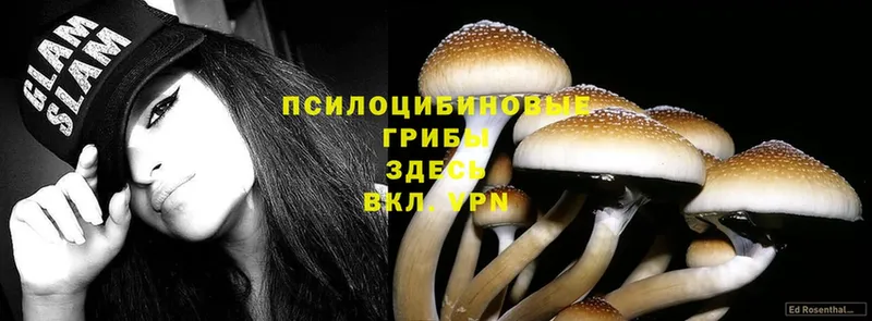 darknet Telegram  Остров  Псилоцибиновые грибы Cubensis 